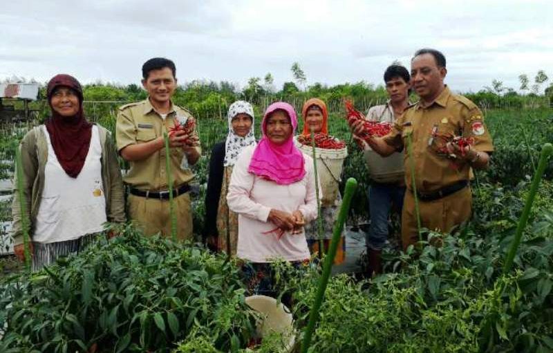 30 Persen Padi Gagal Panen