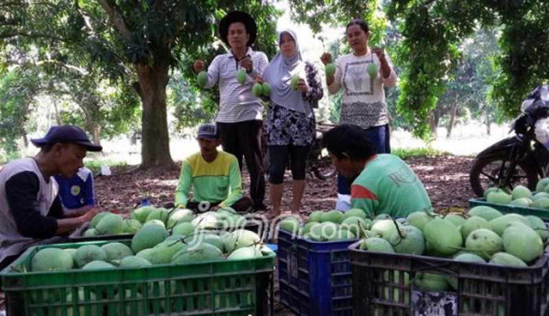 Bangga Bertani Mangga