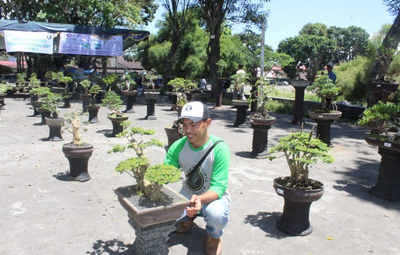 Melihat Geliat Pecinta Bonsai di Curup Dari Tanaman Tak Bernilai menjadi Berharga Tinggi