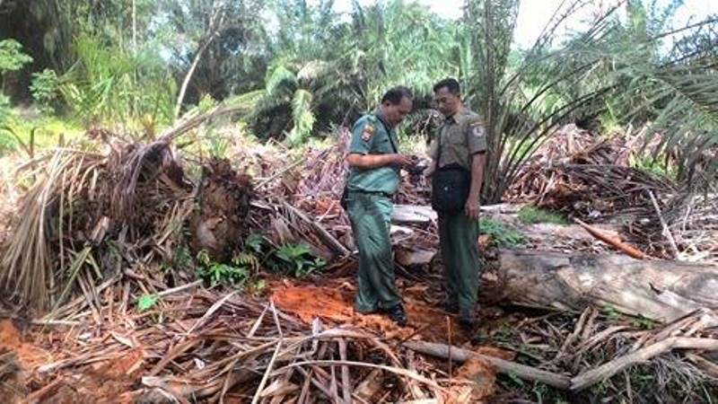 Beruang Masuk Pemukiman Warga, BKSDA Siapkan Perangkap