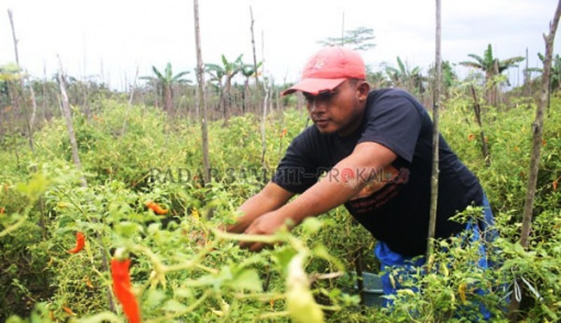 Lama Terbelit Utang, Lunas Berkat Cabai