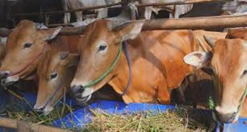 Puluhan Ekor Sapi Bantuan Dipertanyakan