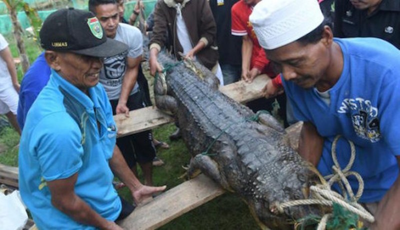 3 Kambing, Belasan Ayam Hilang, Ternyata Ini Pelakunya