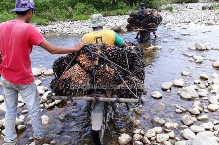 Petani Kedurang Bertaruh Nyawa, Tak Ada Jembatan Menuju Kawasan Pertanian