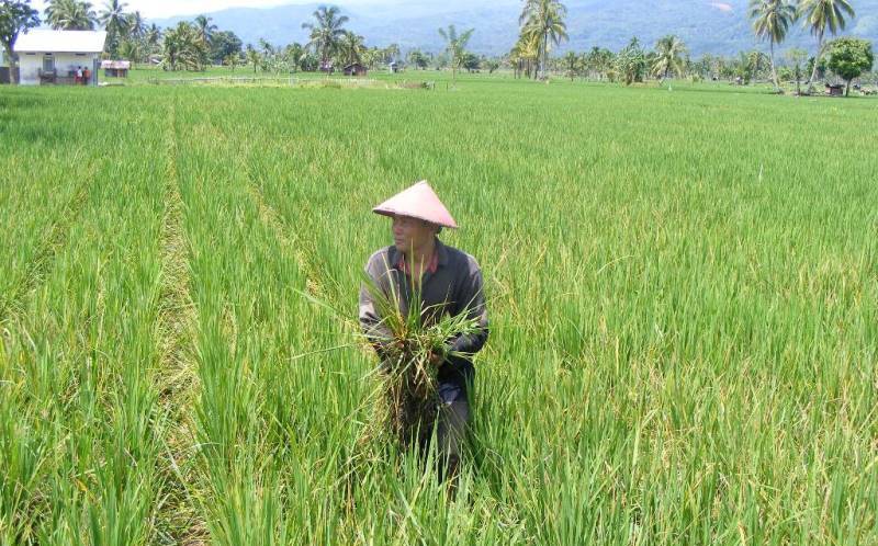 Petani Keluhkan Kelangkaan Pupuk