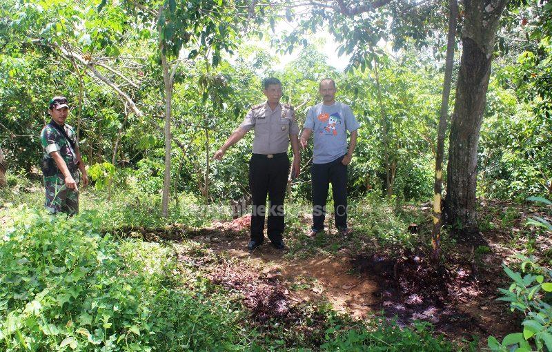 Sapi Plt Sekda Bengkulu Utara Dibantai