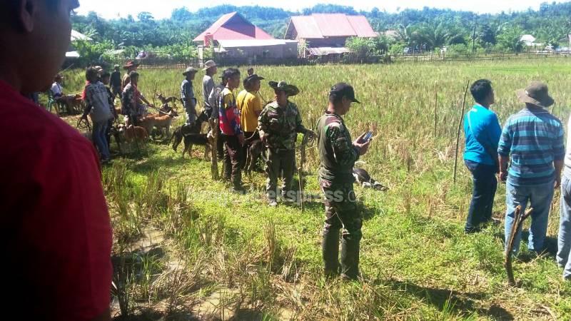 Diseruduk Babi dan Bunuh Beruang