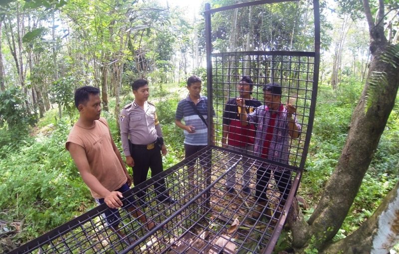 Beruang Sempat Masuk Perangkap