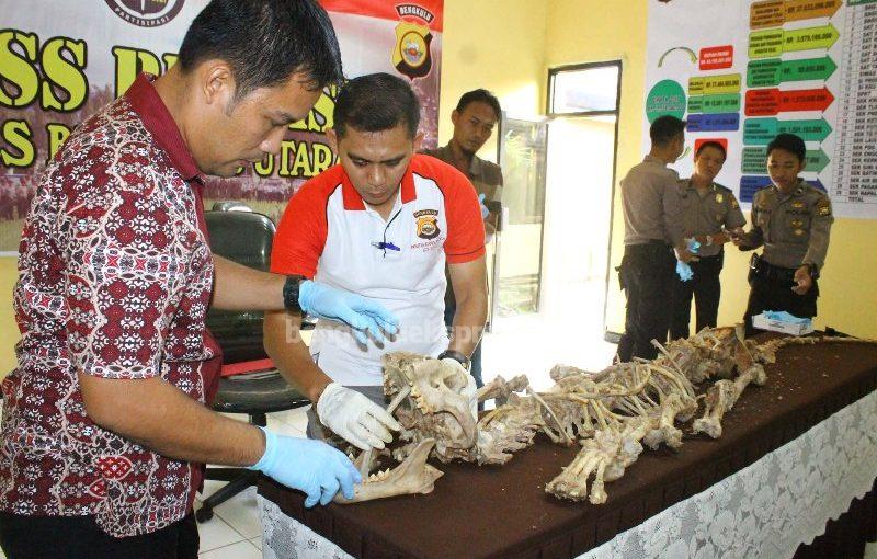 Polisi Buru Penadah Kulit dan Tulang Harimau