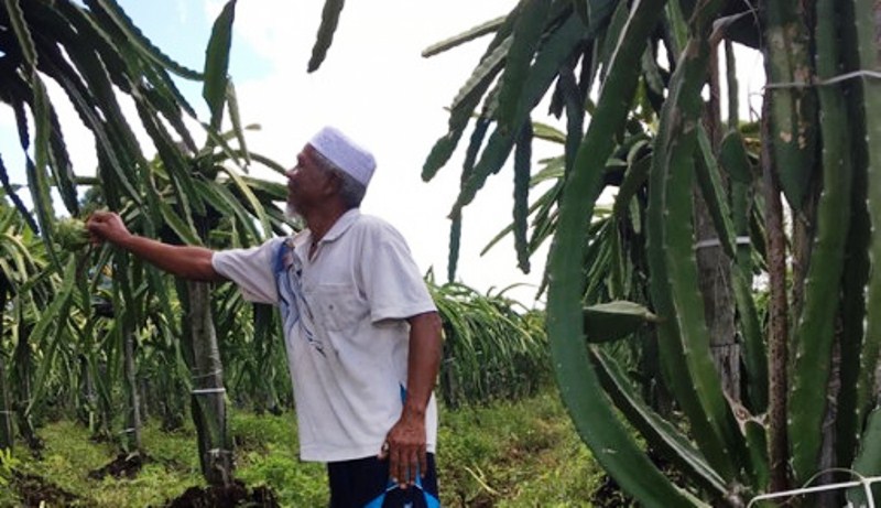 700 Pohon Buah Naga, Keuntungan Rata-rata Rp 20 Juta per Bulan