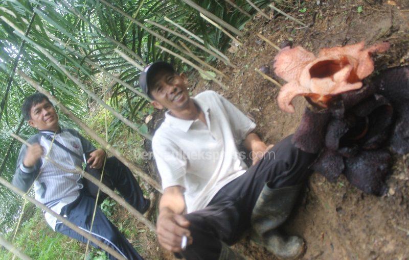 Rafflesia Mekar di Kebun Sawit, Masih Ada 4 Bonggol Siap Mekar