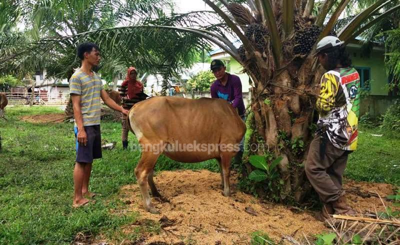 Sapi Warga Selali Idap Penyakit Jemberana