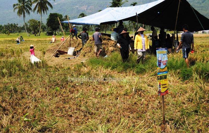 Petani Diminta Simpan Gabah Kering