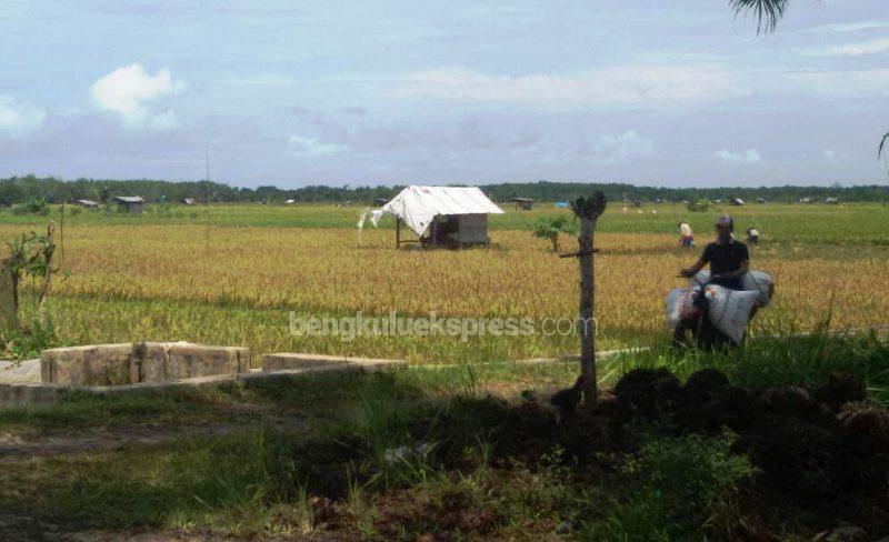 Lokasi  Sawah Baru Terus Bertambah