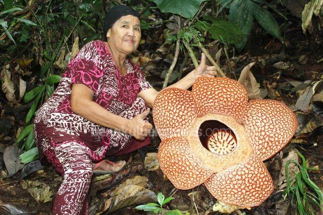 Bunga Rafflesia Kembali Mekar, Habitat Terancam Musnah