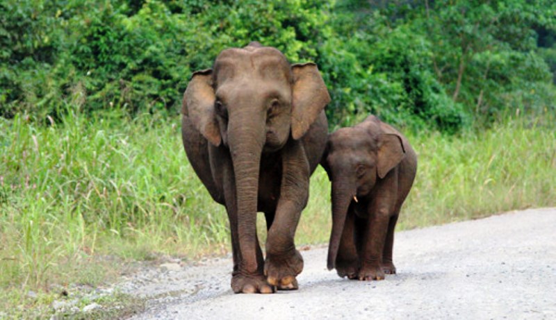 Ribuan Gajah Terancam Dibantai demi Kosmetik