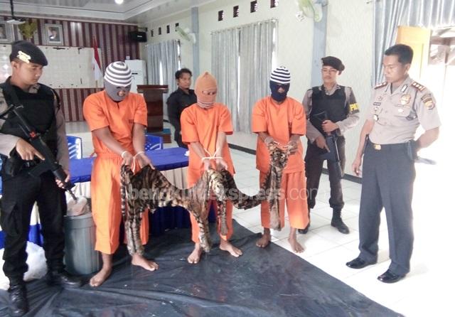 Gagalkan Penjualan Organ Tubuh Harimau Sumatera