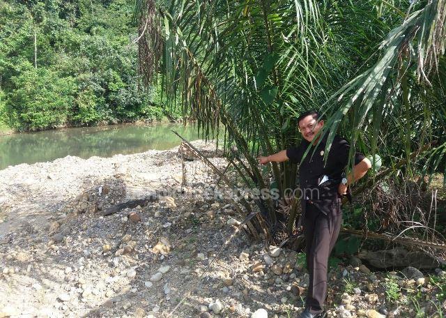 Sawit PT Jatropa  Ditanam di Pinggir Sungai