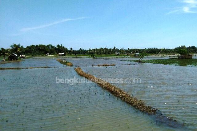 Akibat Banjir, Belasan Hektar Sawah Terancam Gagal Tanam