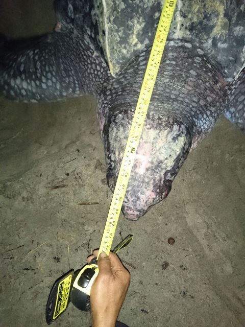 Penyu Langka Mendarat  di Pantai Ipuh