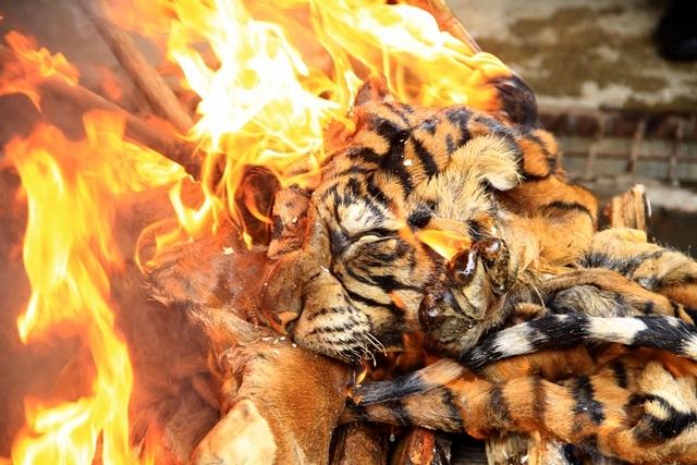 Kulit Harimau,Tengkorak dan Gading Dibakar