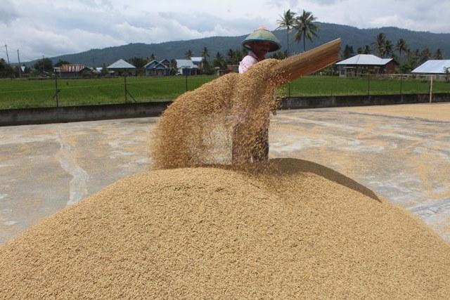 Harga Beras Melambung