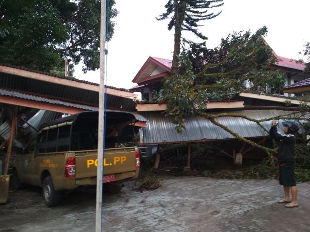 Pohon Pelindung Jalan Jadi Ancaman