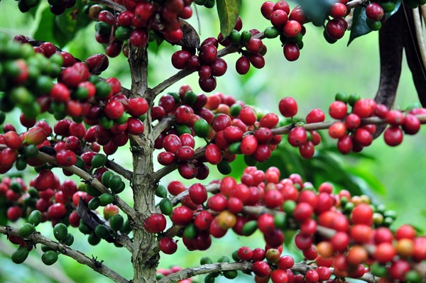 Petani Kopi Butuh Pupuk