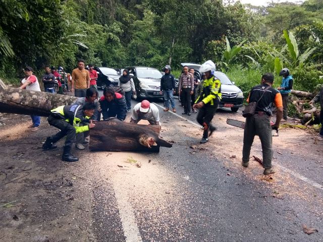 Pohon Tumbang, Jalan Lintas Macet