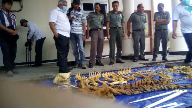 BKSDA Bengkulu Musnahkan Kulit dan Tulang Harimau senilai Rp 400 Juta