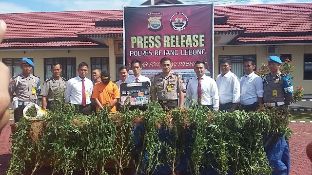 Penemu Ladang Ganja akan Diberi Reward