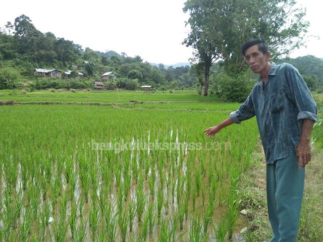 Limbah Batu Bara Ancam Persawahan