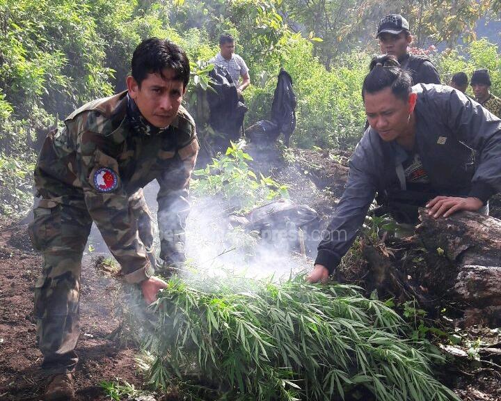 Temuan Ribuan Batang Ganja Dimusnahkan