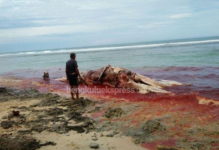 Bangkai Ikan Paus Terdampar di Kaur