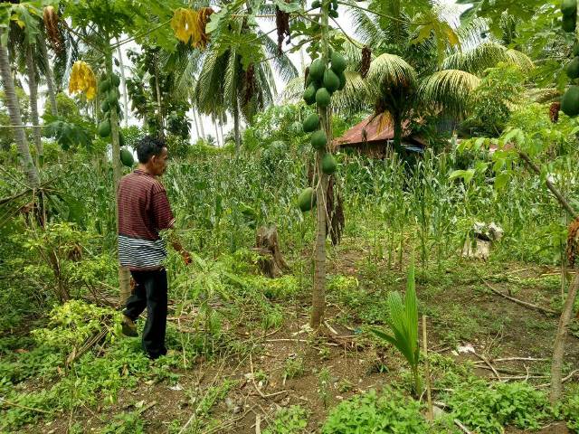 Atasi Ternak Berkeliaran Dengan Perdes