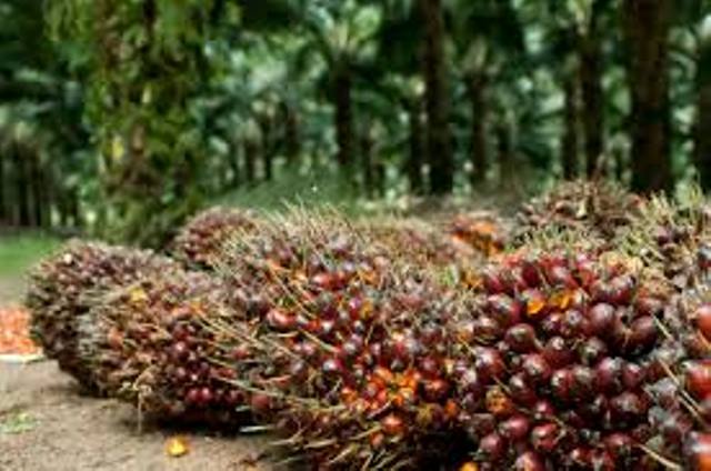 Petani Sawit Harus Diberi Asuransi