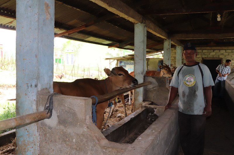 Jembrana Serang  Sapi dari Luar