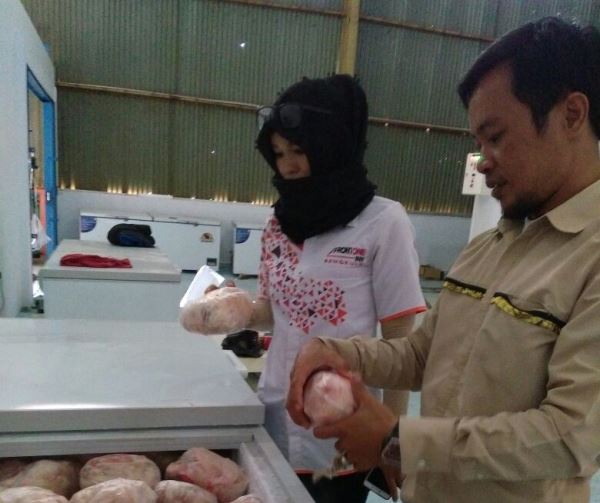 Bulog Bengkulu Distribusikan Ayam Potong Beku