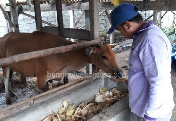 Petugas Tangani  155 Sapi Gangrep