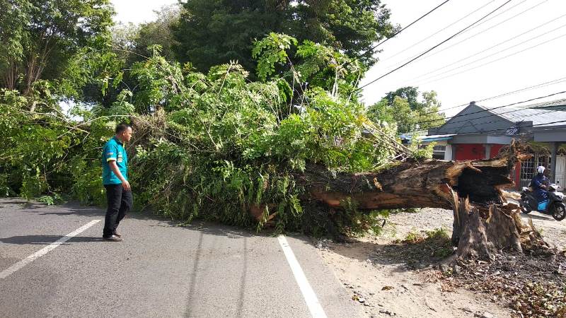 Pohon Tumbang Macetkan Jalan Mayjend Sutoyo Kota Bengkulu