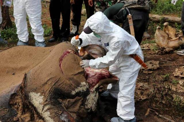 Gajah Ditemukan Membusuk