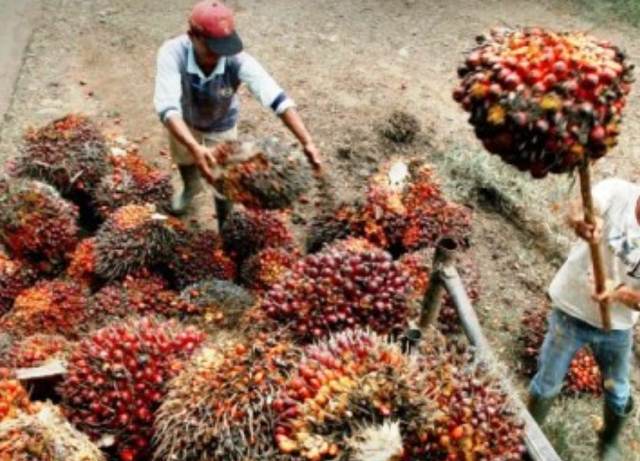 Petani Sawit Makin Terpuruk