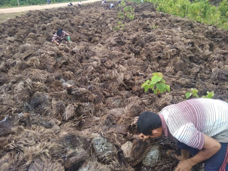 Cangkang Sawit Tampil di TTG