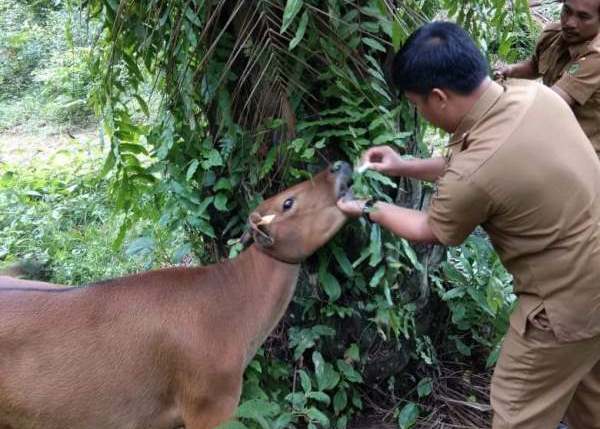 Permintaan Sapi Meningkat