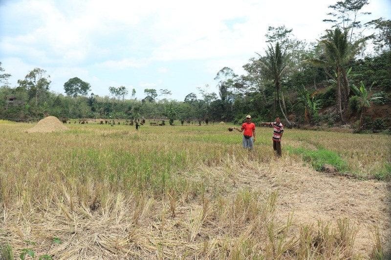 Belasan Hektar Sawah Terancam Kekeringan