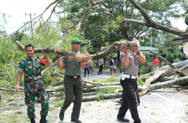 Angin Kencang Robohkan Pohon