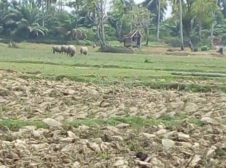 Petani Keluhkan Tak Ada Bantuan