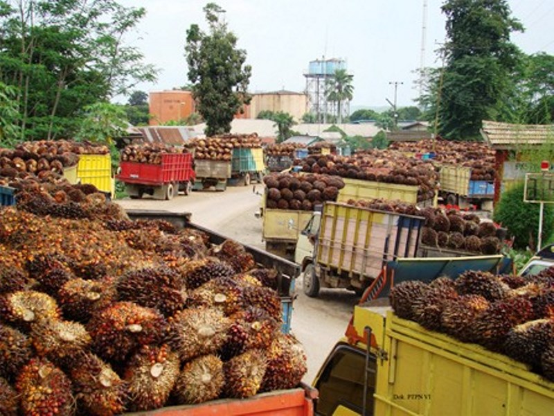 Harga TBS Merangkak Naik