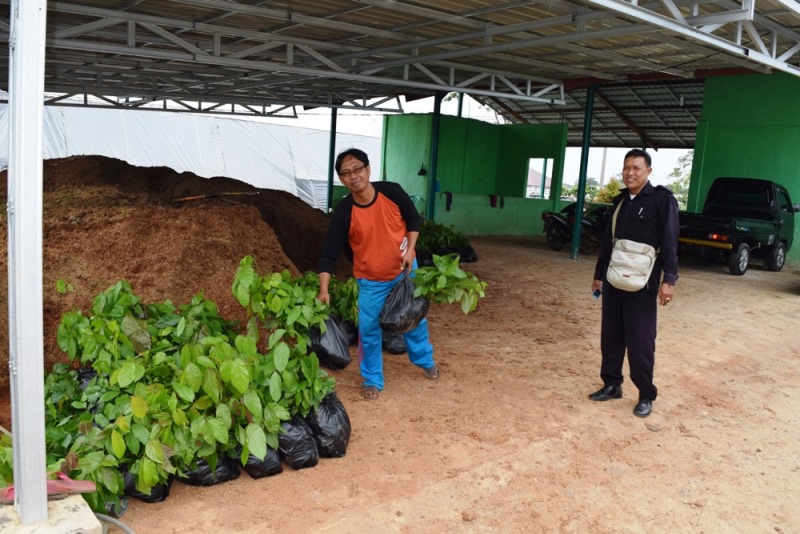 Peminat Bibit Jengkol Meningkat