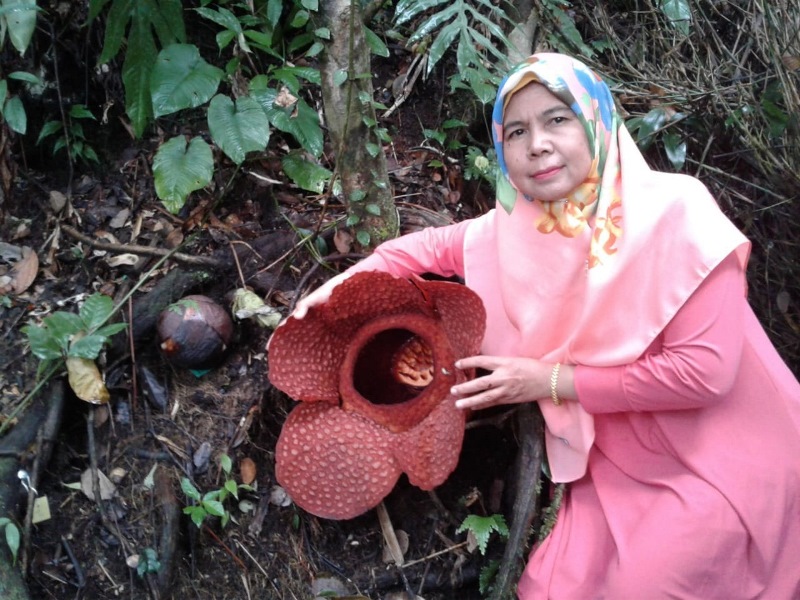 Rafflesia Mekar di Kemumu